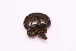 Africa import dinker ball python for sale