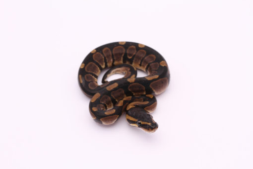 Africa import dinker ball python for sale