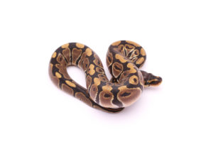 Africa import dinker ball python for sale