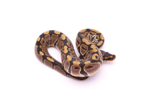 Africa import dinker ball python for sale