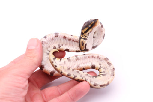 Africa import dinker ball python for sale