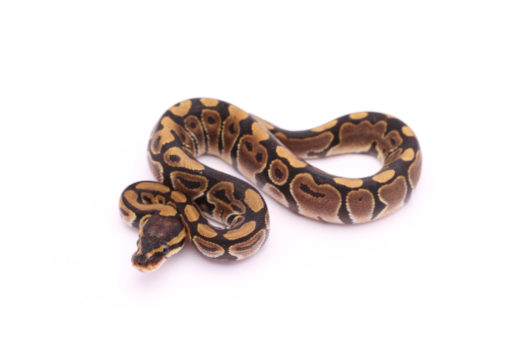 Africa import dinker ball python for sale