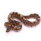 Africa import dinker ball python for sale