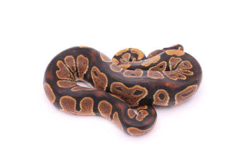 Africa import dinker ball python for sale