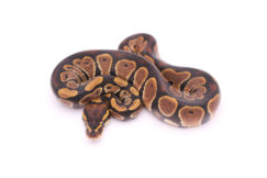 Africa import dinker ball python for sale