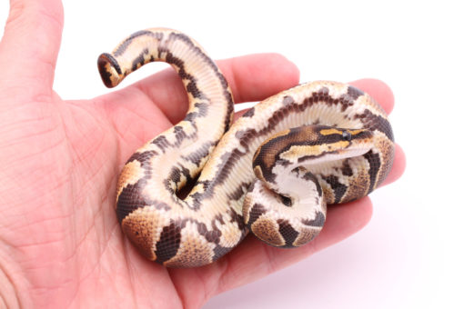 Africa import dinker ball python for sale