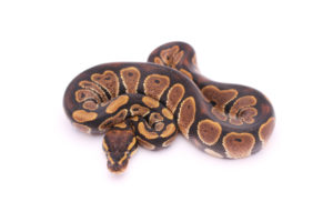 Africa import dinker ball python for sale