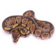 Africa import dinker ball python for sale