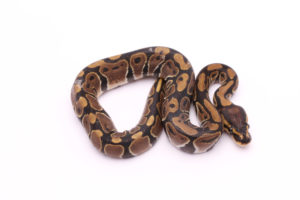 Africa import dinker ball python for sale