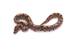 Africa import dinker ball python for sale
