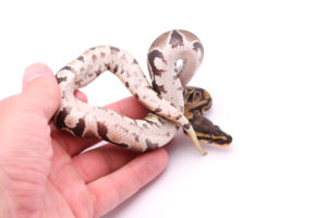 Africa import dinker ball python for sale
