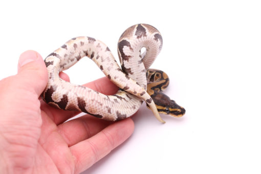 Africa import dinker ball python for sale