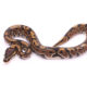 Africa import dinker ball python for sale