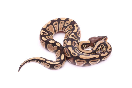 Africa import dinker ball python for sale