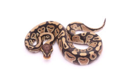 Africa import dinker ball python for sale