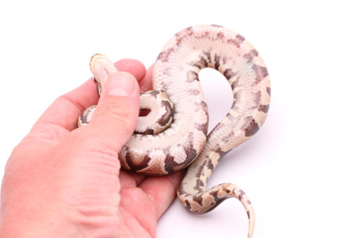 Africa import dinker ball python for sale