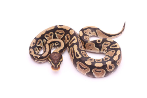 Africa import dinker ball python for sale