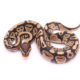 Africa import dinker ball python for sale