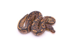 Africa import dinker ball python for sale