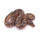 Africa import dinker ball python for sale