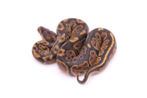 Africa import dinker ball python for sale