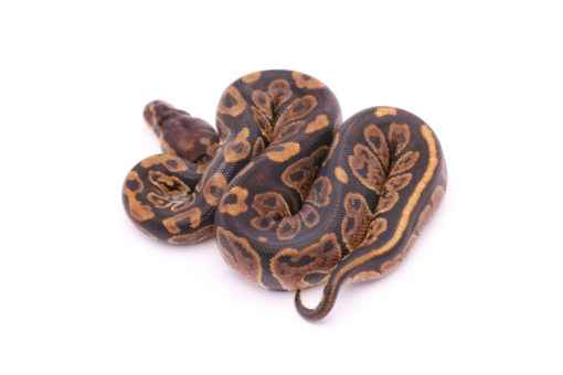 Africa import dinker ball python for sale