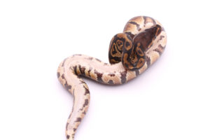 Africa import dinker ball python for sale