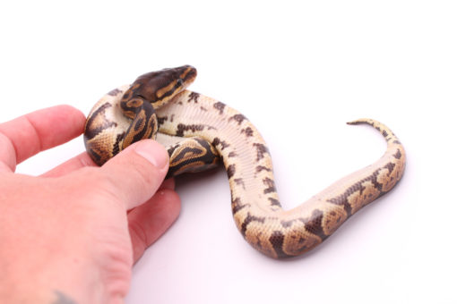 Africa import dinker ball python for sale