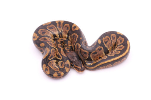 Africa import dinker ball python for sale