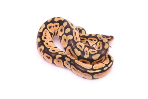 Africa import dinker ball python for sale
