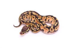 Africa import dinker ball python for sale