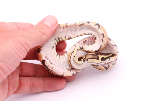 Africa import dinker ball python for sale