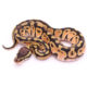 Africa import dinker ball python for sale