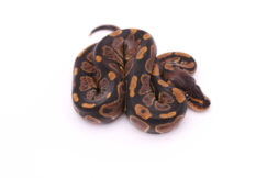Africa import dinker ball python for sale