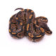 Africa import dinker ball python for sale