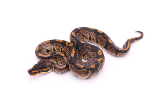 Africa import dinker ball python for sale