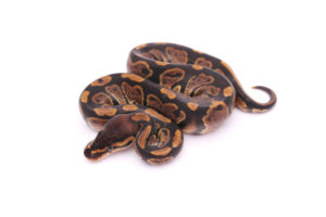 Africa import dinker ball python for sale