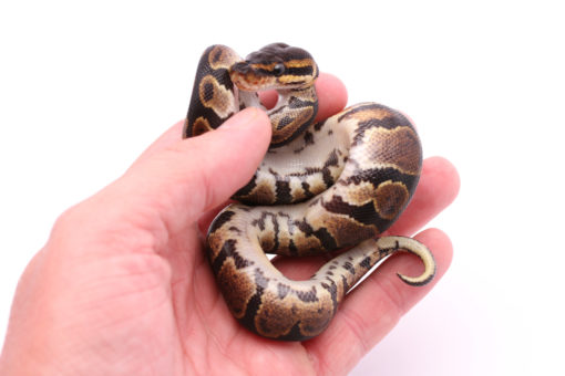 Africa import dinker ball python for sale