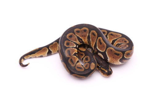 Africa import dinker ball python for sale