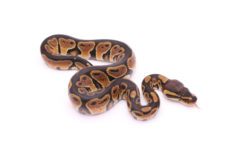 Africa import dinker ball python for sale