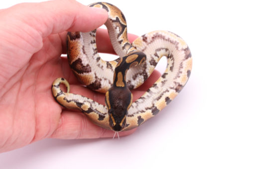 Africa import dinker ball python for sale