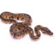Africa import dinker ball python for sale