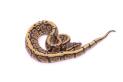 Africa import dinker ball python for sale