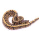 Africa import dinker ball python for sale