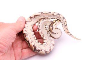 Africa import dinker ball python for sale
