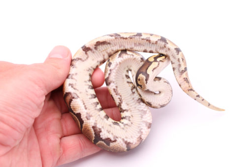 Africa import dinker ball python for sale