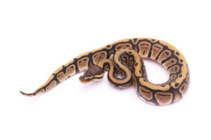 Africa import dinker ball python for sale