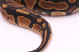 Africa import dinker ball python for sale