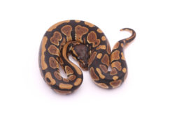 Africa import dinker ball python for sale