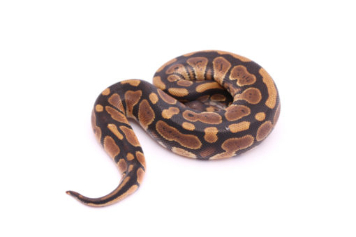 Africa import dinker ball python for sale